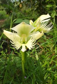 Pecteilis+gigantea