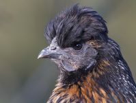 Silkie Cross Hen