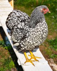 Best Places to Buy Wyandotte Chickens - Pampered Chicken Mama: Raising Backyard Chickens