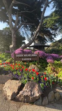 The Golden Gate Park Dutch Windmill blooms with Tulips in the spring.  Make sure to add a visit to the Golden Gate Park windmill to your San Francisco itinerary.  Follow @justchasingsunsets for more San Francisco travel tips.