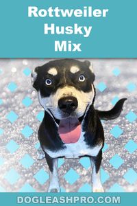 Rottweiler Husky Mix: Rottsky Complete Guide