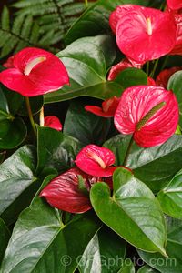 Anthurium 'Vesuvio', one of the many cultivated forms, usually hybrids or cultivars of the flamingo flower (Anthurium andraeanum), an epiphytic evergreen perennial native to Colombia and Ecuador. More Anthurium Photos. Araceae