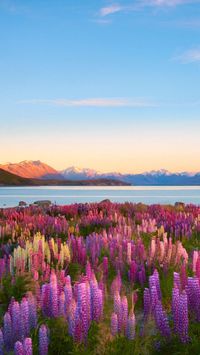 Lake Tekapo,New Zealand | Beautiful nature, Beautiful landscapes, Nature photography