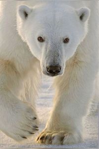 Their fur is technically colorless—each strand is transparent and pigment-free with a hollow core that reflects light, giving the impression of white.