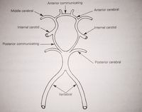 Circle of Willis