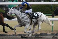 mare | JPN | 2012 | by King Kamehameha out of Shirayukihime #thoroughbred #filly #dominantwhite #colouredthoroughbred