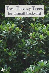 These are the best trees to add privacy to a small yard! With 18 ideas, you are sure to find trees that will work well for privacy, even in small spaces. They have dense foliage, and many are evergreen and fast growing. They can fit in a compact space, making them perfect for a small backyard. Check out this list of the best trees to add to your landscape for privacy!