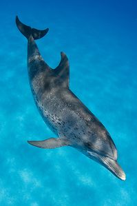 Atlantic Spotted Dolphin, photo Steve Williams