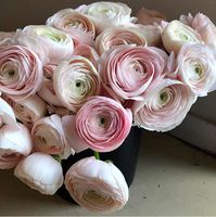 Pink Ranunculus Bouquet