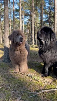 Newfoundland male/female dog name ideas Tex Penny Maggie Drachen Gracie Mercy Bruno Romy Garnet Lurch Wookie Burly Heidi Isa Zima Zara Tarita Mack Malu Hooch Tracker Trapper Attila Sergeant Crimson Chunky Godzilla Olympas Zia Katie Raptor Gladiator Dante Shark Sammy Siouxsie Misty Sasquatch Coco Sabre Lincoln Brawler Apollo Max Drakkar Brawny Muscles Ulysses Dream Ebony.