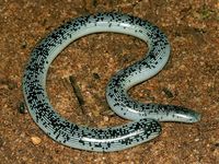 Schlegel's Blind Snake (Megatyphlops schlegelii) | Flickr - Photo Sharing!