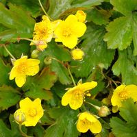 Wer auf der Suche nach einem freundlich blühenden Bodendecker für Beete, Hänge oder die Unterpflanzung von Gehölzen ist, liegt mit der Waldsteinia ternata genau richtig. Aufgrund ihres niedrigen Wuchses und der schönen, goldgelben Blüte ist die hübsche Staude auch als Golderdbeere bekannt. Die Form der Blätter und der Blüten erinnert an Erdbeeren, die Frucht ist jedoch unscheinbar und nicht genießbar. Ursprünglich kommt die Waldsteinia ternata in den gemäßigten Breitengraden Südosteuropas, Sibir