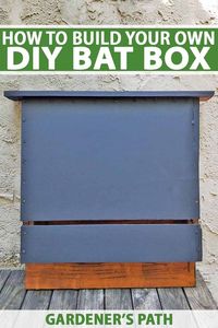 Building a bat box is an easy DIY activity that provides a home for the nocturnal wildlife in your area. With just a drill - no other power tools required - you can produce a fully functional bat house. Keep reading to learn how to build your own now on Gardener’s Path! #gardenerspath #backyardwildlife #diy #batbox