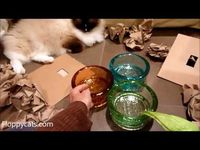 Ragdoll Cats Receive New Colors of PawNosh Cubby Bowl Pet Glass Food and Water Bowl - Floppycats http://youtu.be/5Prq7B2Box0  The PawNosh Cubby Bowl Glass Pet Bowl http://www.pawnosh.com/ PawNosh Coupon Code: FLOPPY10 http://www.pawnosh.com/#!cubby-bowl/cjdh Use code FLOPPY10 to receive 10% discount on all purchases  PawNosh on Amazon: http://amzn.to/1drX1od  #pawnosh #cat #ragdoll #bowl #catlovergift