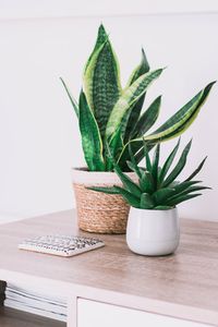 Organizing a Plant Swap in Your Community + Free Printables - The Heart of Dani