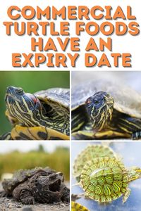 How Long Does Turtle Food Last? Discover essential storage tips and shelf life information for keeping your turtle's food fresh and nutritious. Learn the best practices to extend the longevity of pellets, sticks, and treats for your shelled friends.

