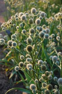 Add some color and structure to your garden with our Rattlesnake Master Flowers Seed. This perennial is an easy-to-grow flower that's sure to be an eye-catching addition to any outdoor area. The blooms attract butterflies and other pollinators and are drought and heat tolerant, making it a low-maintenance flower. Season: Perennial USDA Zones: 4 - 9 Height: 28 inches Bloom Season: Summer to fall Bloom Color: Blue Environment: Full sun to partial shade Soil Type: Well-drained soils, pH 6.8 - 7.2 Planting Directions Temperature: 64 to 72F for the first 2-4 weeks. After this period, the sowing must be kept at a cold temperature between 25 and 39F for another 4 - 6 weeks Average Germ Time: 28 - 56 days Light Required: No Depth: Surface sow seed and press tightly in to soil Sowing Rate: 4 - 5 se