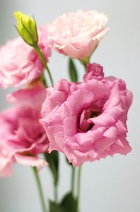 Pink Lisianthus / Eustoma