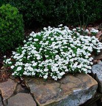 Creeping Phlox to drape over stone walls