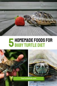 Homemade Foods For Turtles: What do turtles eat? Find out as we dive into diets from the eastern box turtle diet to the desert box turtle diet, with easy homemade food ideas.