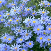 Aster Frikartii Monch is an easy growing nectar plant that adapts well to many growing conditions without complaint. Lavender-blue flowers with daisy-like petals and golden yellow centers burst into bloom in late June, lasting through September and often until the first frost. Fast-growing, this bushy plant is known for its early blooms, disease-resistant foliage and unusual color. (Aster frikartii)