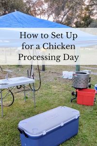 Having an efficient chicken processing set up is key to a successful meat chicken butchering day! Not only do you need the right equipment to get the job done, but also, the way items are set up + the placement of equipment can make a big difference in how long the process takes. | meat chickens, pastured poultry, chicken butchering, chicken processing, chicken plucker and scalder, raising chicks for meat, raising chickens for meat, how to butcher chickens, raising your own meat, backyard chickens, meat birds, chicken tractor, butchering equipment