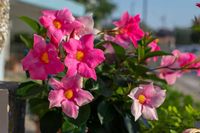 How To Overwinter Dipladenia