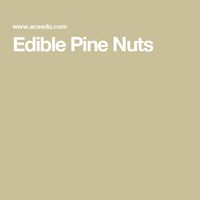 Edible Pine Nuts