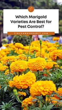 Marigolds have a strong and pungent odor that naturally repels unwanted pests, making them an ideal plant for keeping unwanted critters out of your garden. But which varieties of marigolds are best for pest control? In this article, we'll explore the best marigold varieties for pest control and how to use them to keep your garden looking its best.