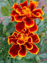 I like the two-toned #color in this #Marigold #flower