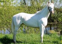 stallion | USA | 2003 | by Airdrie Apache out of Painted Cielo #thoroughbred #stallion #dominantwhite #colouredthoroughbred #whitethoroughbred