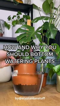 If you are looking for plant caring tips this bottom watering tips for your house plants you can use this method next time  • Credit:@alyplantsnstuff