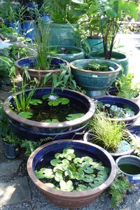 Garden Tips : planter des nénuphars dans des pots et jardinières. #gardeningtips #nénuphar #jardin #garden