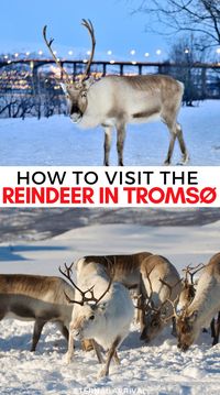 Want to visit the reindeer in Tromso? This is one of the most unique experiences you can have while visiting Northern Norway, getting to meet Sámi reindeer herders and their reindeer charges and learn more about the unique reindeer husbandry tradition of Northern Norway. Here's how you can visit reindeer in Tromso and see if you want to go reindeer sledding or opt for reindeer feeding and farm visit.