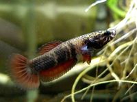 Betta albimarginata - wild type