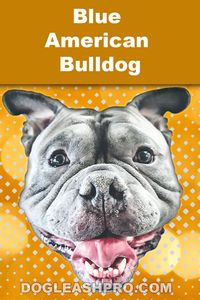 Blue American Bulldog: Complete Guide, American Bulldog Blue Eyes, American Blue Blood Bulldog, Blue Merle American Bulldog, American Bulldog with Blue Eyes, Puppies, puppy, cute puppies, tiny puppies, cute puppy, tiny puppy