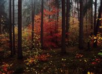 hermitage walk, scotland