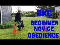 AKC Beginner Novice Obedience BN Exercises Explained and Demonstrated - YouTube