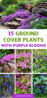 Enhance your garden with a splash of color! Explore our curated list featuring 15 stunning ground cover plants adorned with purple flowers. These low-maintenance beauties will transform your outdoor space effortlessly. Click to uncover the botanical charm now or save for later – elevate your garden with these vibrant and hassle-free options!