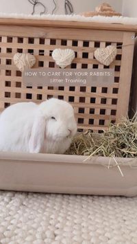 You can start litter training your rabbits prior to their neuter, some may take to using the litter box straight away and continue with no problems after their neuter, but some may become litter trained and then start spraying and leaving their poo outside of the litter box once their hormones kick in, but after your rabbits' neuter this territorial behaviour usually stops. Watch our video to find out more.