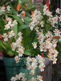 oncidium orthostates | onc twinkle pinkie oncidium twinkle red fire oncidium twinkle ...