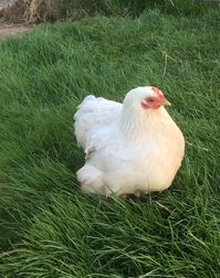 Isabella Pekin hen.