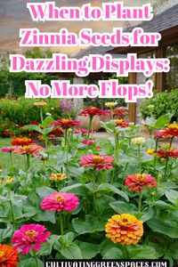 "Don't let your zinnia displays flop! Learn when to plant zinnia seeds for dazzling, vibrant blooms.