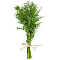 Fresh dill herb