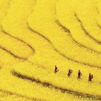 An aesthetic photograph of workers walking through a field of yellow flowers.