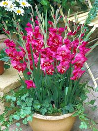 Gladiolus Romy -- Bluestone Perennials