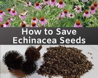 THE Easiest Way to Harvest Echinacea Seeds – GrowIt BuildIT