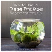 Bring the beauty of plants and the tranquility of water into your home with this easy indoor water garden tutorial.