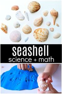 Seashell science math activities for your preschool beach theme. Whether you're looking for an independent investigative activity, or a small group math and science lesson, this seashell math and science activity should keep your kids exploring and learning with shells! via @shaunnaevans