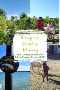 Top family friendly winery in Prince Edward County-Waupoos Estates Winery - Mary's Happy Belly